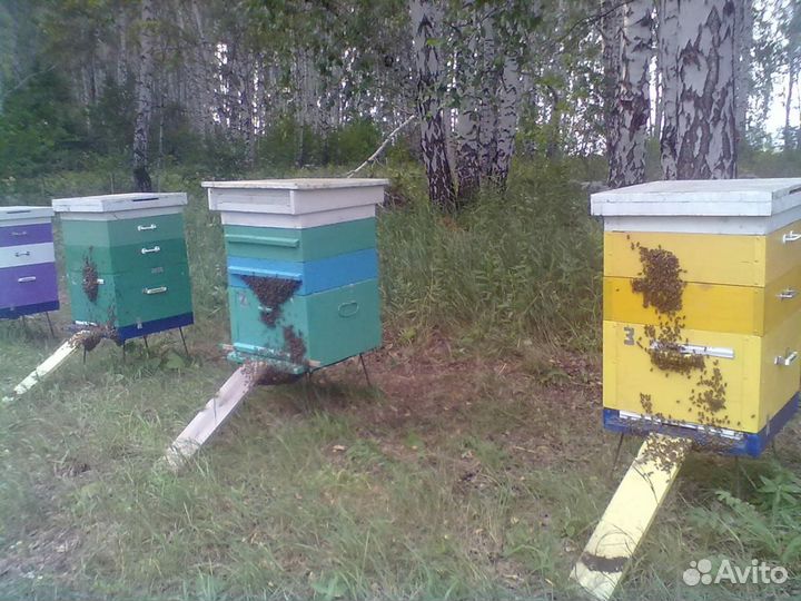 Продам пчел с ульями