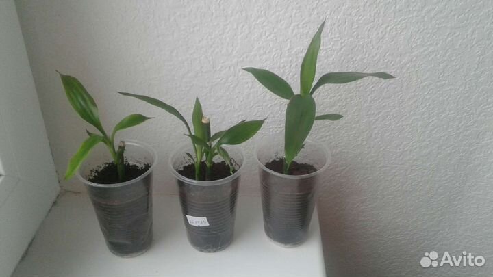 Драцена Сандера (Бамбук счастья)