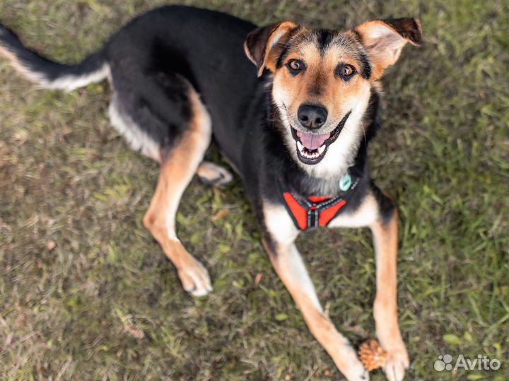 Собака в добрые руки