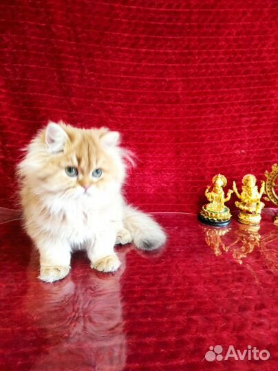 Британская длинношерстная шиншилла