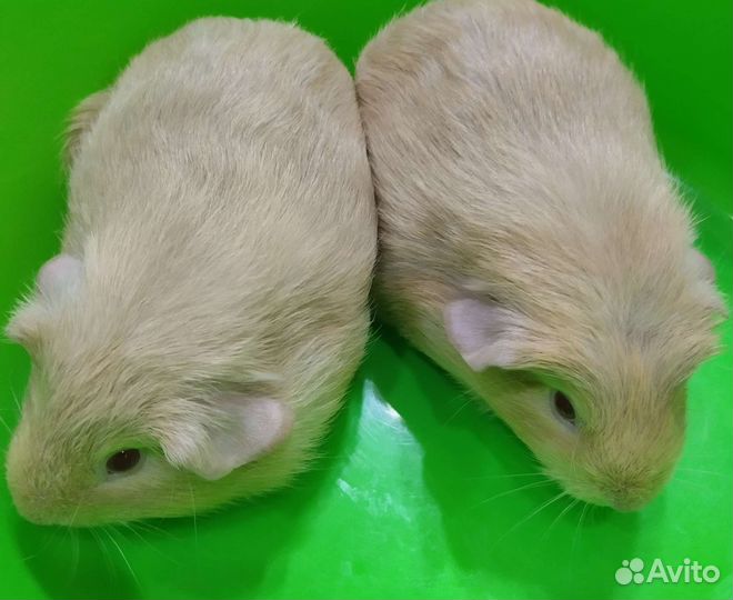 Свинята на подарки малышки породистые