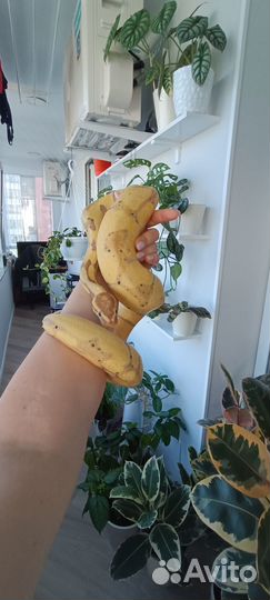 Передержка рептилий