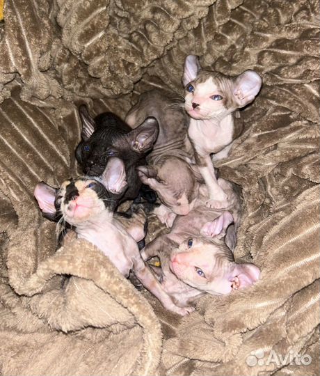 Донской сфинкс котята