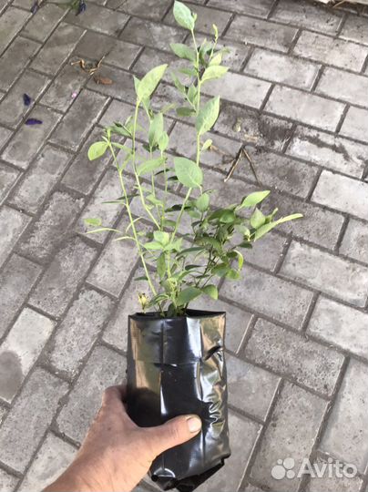 Саженцы голубики