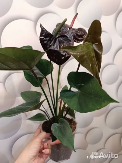 Антуриум Джамбо Блек