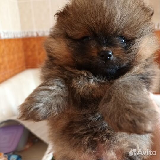 Померанский шпиц