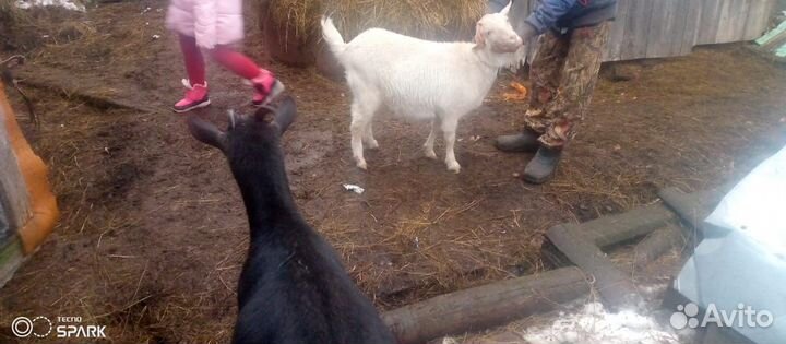 Годовалые, козочки покрыты