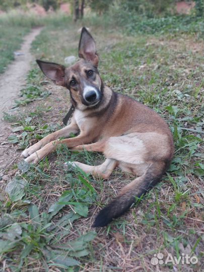 Собака в добрые ручки