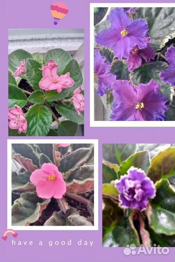 Фиалки сортовые взрослые(в горшке)