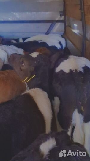 Бычки и телята