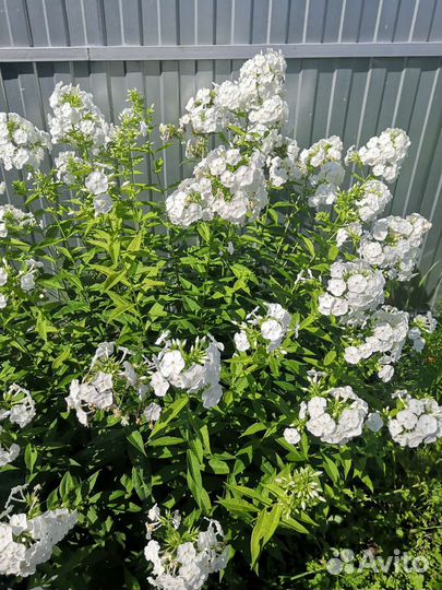 Флоксы многолетние