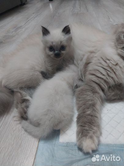 Невская маскарадная