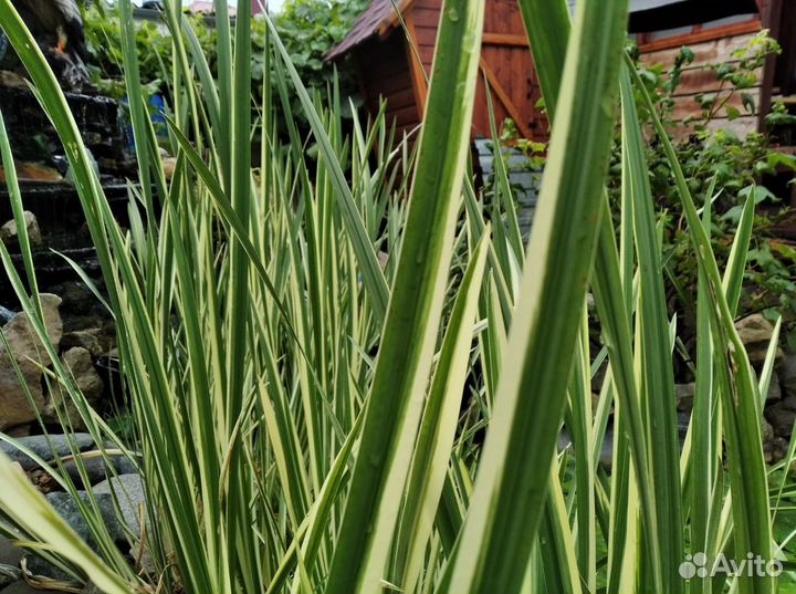 Водные растения для пруда 