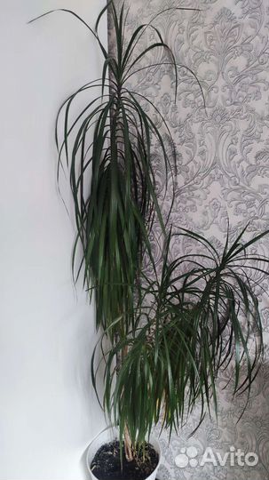 Пальма драцена