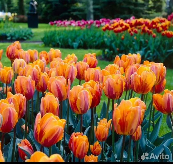 Тюльпаны Эрмитаж