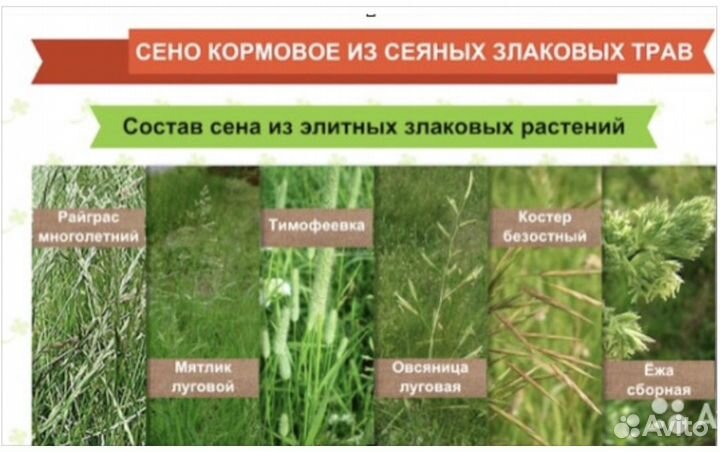 Сено посевное урожай 2023 г в тюках и рулонах