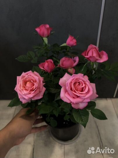 Роза в горшке,саженцы,комнатные цветы