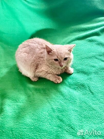 Котенок персиковый британец