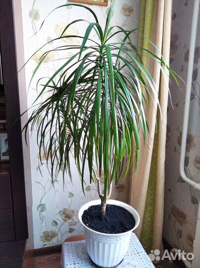 Комнатные растения.Драцена