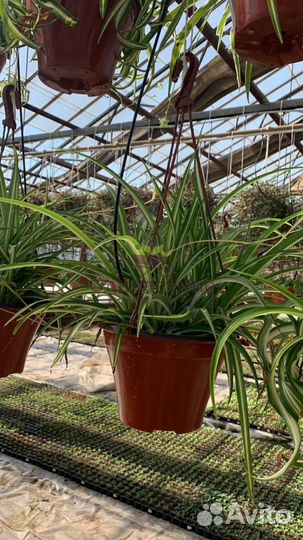 Хлорофитум в кашпо