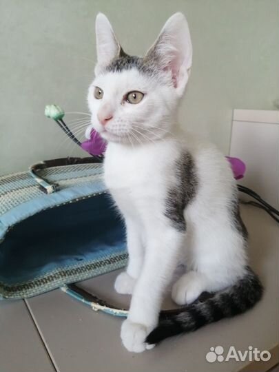 Кошечка в добрые руки