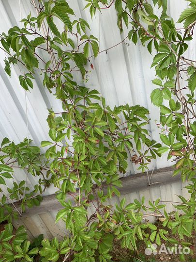 Девичий виноград большой