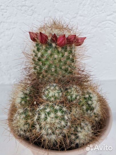 Кактусы и суккуленты