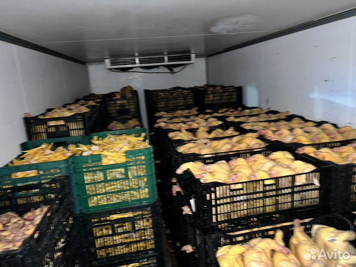 Куры домашние опт от 50шт