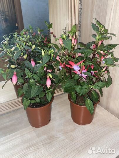 Комнатные домашние растения