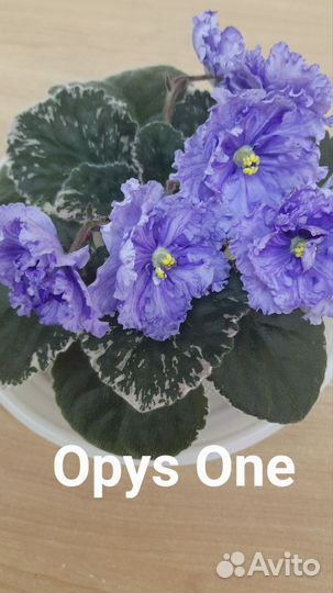 Сортовые фиалки