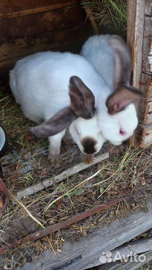 Калифорнийские кролики