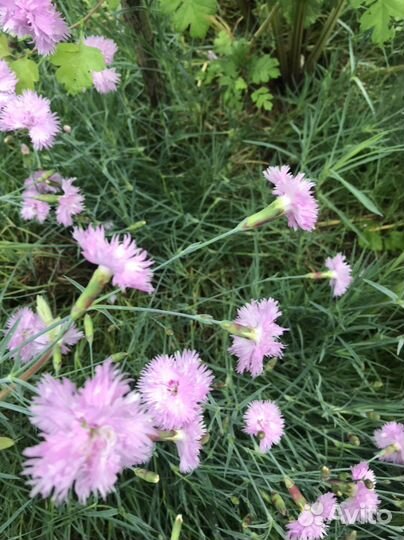 Гвоздика перистая