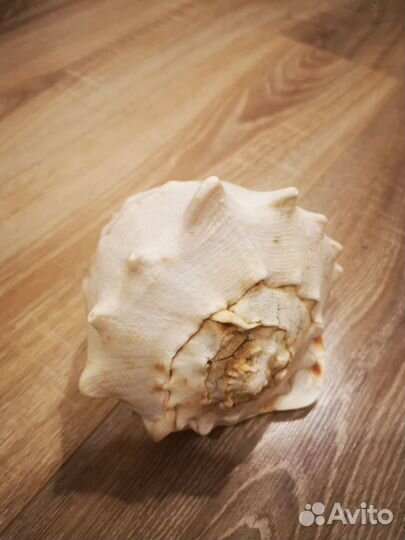 Ракушка большая раковина кассис