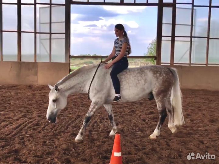 Массаж лошади