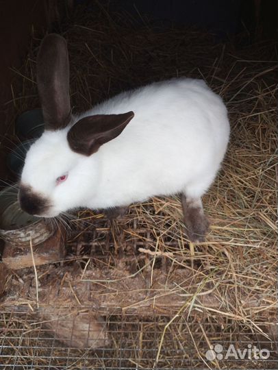 Кролики великаны