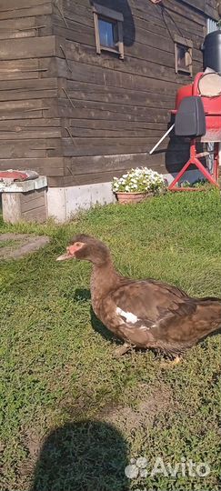 Индоутки, селезни, утята