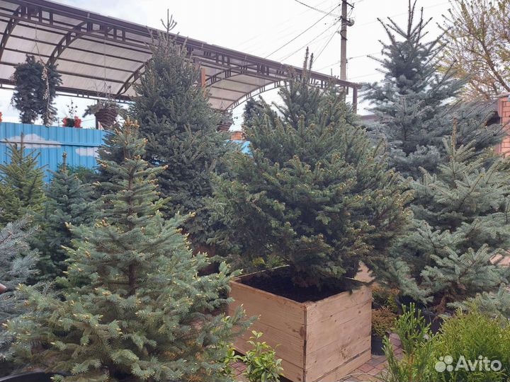 Крупномеры ели голубые в горшке