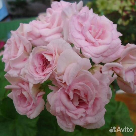 Пеларгонии(герани ) сортовые