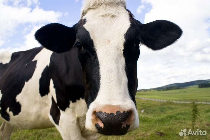 Корова дойная