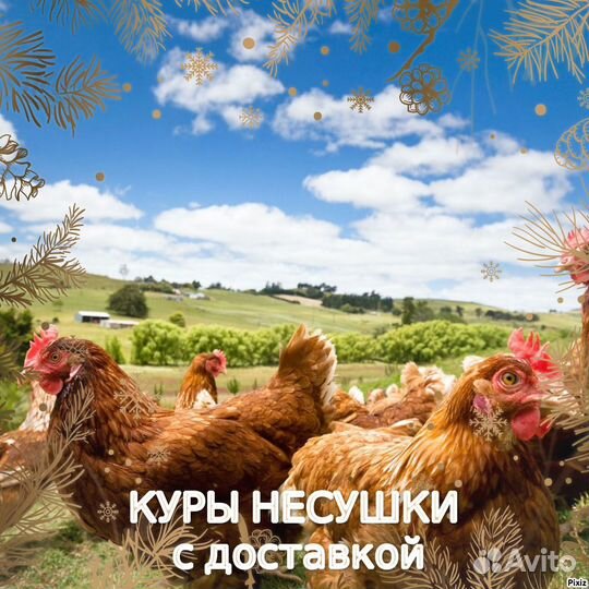 Куры на яйцо