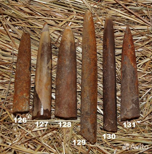 Белемниты, Ортоцерасы, Эндоцерасы, наутилусы