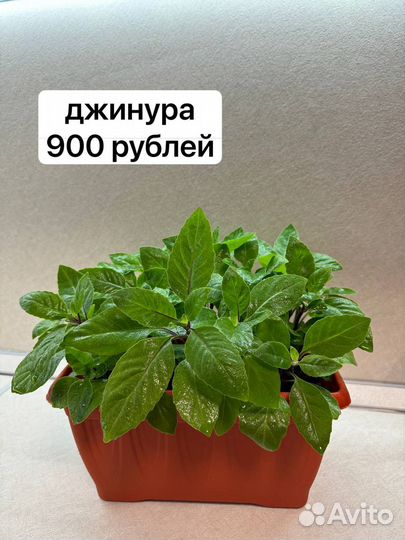 Комнатные растения