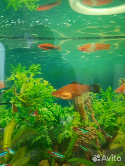 Аквариумные рыбки
