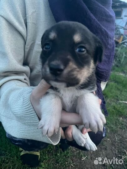 Щенок в добрые руки бесплатно