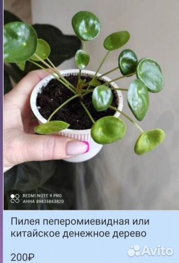 Декоративно-лиственные растения комнатные цветы