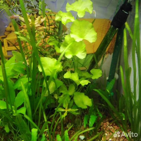 Аквариумные растения