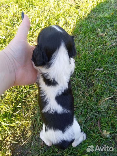 Девочка Кавалер Кинг Чарльза Спаниель