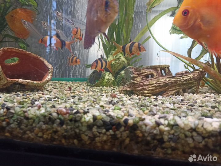 Боция клоун