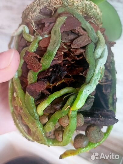 Орхидея фаленопсис