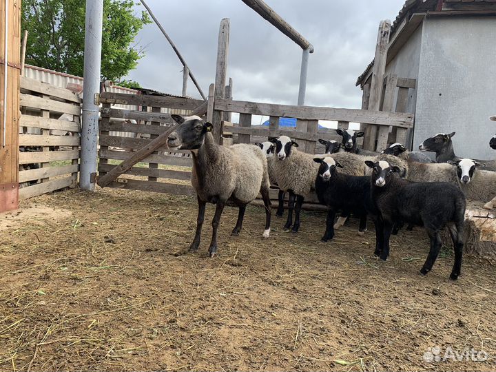 Овцы романовской породы